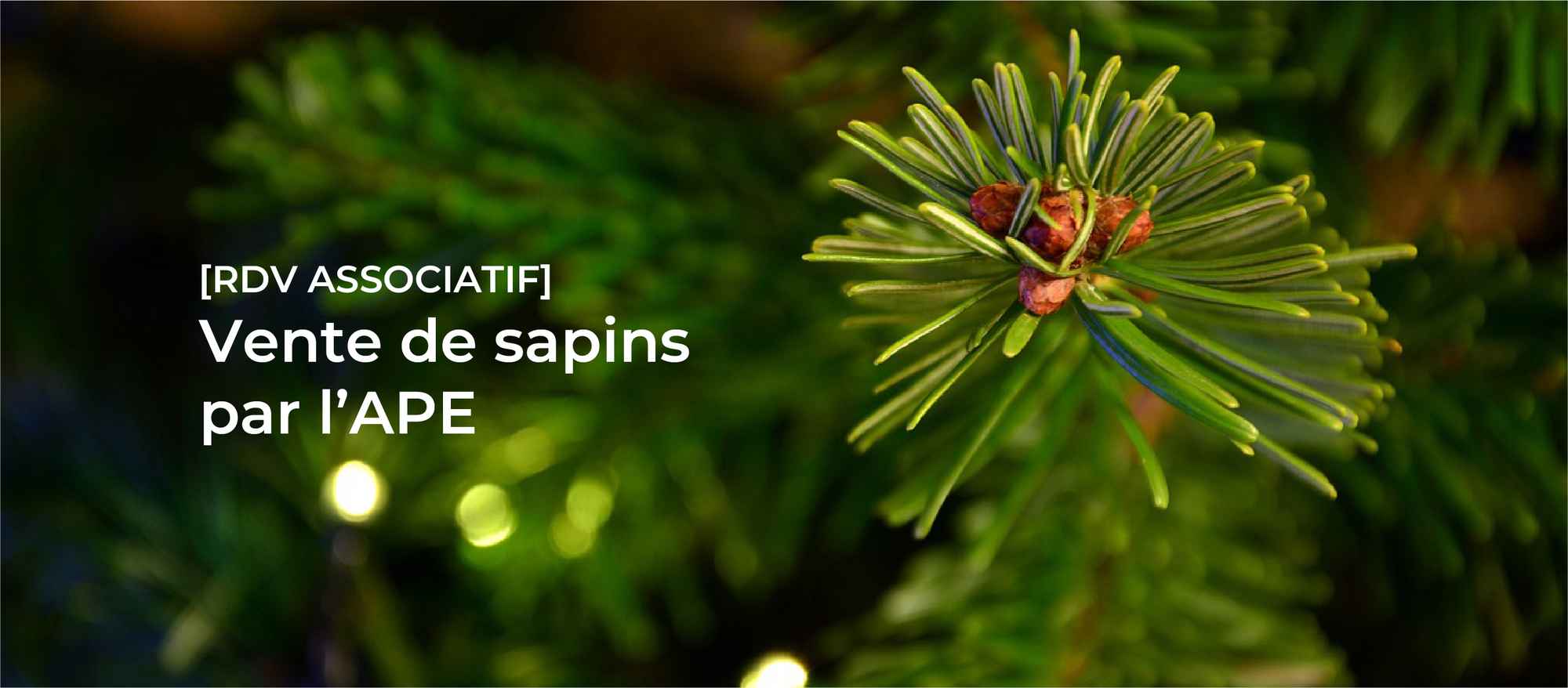 Noël sapins vente APEFichier 67